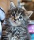 Magnifique Maine Coon  rserver