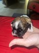 Superbe chiot de pure race shih tzu