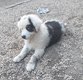 Berger australien [cherche] famille en or