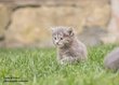 Chaton Maine coon loof