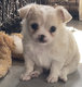 A rserve chiot chihuahua
