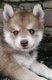 Chiots Pomsky F2