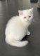 Magnifiques chatons British
