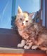 Ulyana femelle bleu Silver tabby
