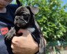 Magnifiques Chiots Bouledogues franais...