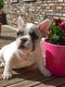 Bouledogue franais