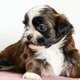 Superbes chiots Shih-tzu  la rservation levage...