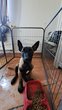 Chiots malinois