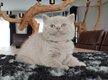 British shorthair chatons pdigre
