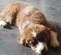 Adorables chiots Bergers Australien avec pedigree