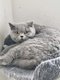 Magnifique British shorthair 1 an gris bleu
