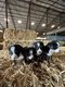 Chiots Bouvier Bernois