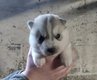 Chiots husky siberien avec pedigre st hubert