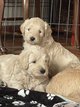 Chiots Goldendoodle  rserver