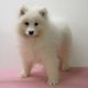 Superbes chiots Samoyde