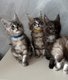 4 Magnifique chatons Maine Coon pure race ...