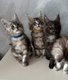 4 Magnifique chatons Maine Coon pure race...