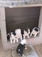 Chiots border collie