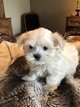 Magnifique chiot bichon nain de pure race...
