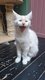 2 Magnifiques Chatons Maine Coon Smoke...
