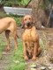 Chiots rhodesians ridgeback