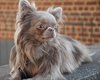 Superbe mles chihuahua pl pedigree fci