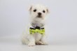 Bichon Maltais, chiots , elevage Belge