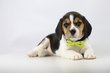 Beagle chiots . Elevage 100 % Belge