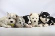 Mini Husky, Pomsky Elevage Belge