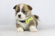 Welsh Corgi Pembroke chiots . Elevage Belge.