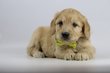 Labradoodle chiots . Elevage 100 % Belge