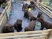 Labrador Chocolat