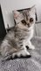 Femelle Scottish Tabby Blotched disponible