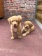 Chiots Labrador (noire et blond, parents test)
