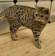 Femelle British black silver tabby.