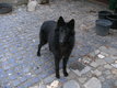 Groenendael chiots