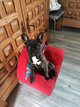 Petite bouledogue franais