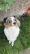 Berger australien male de 4 ans