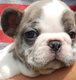 Magnifiques Chiots Bouledogues franais