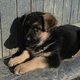 Chiots bergers allemands disponibles