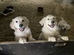 Chiot golden ns a la ferme