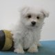 Trs jolis chiots Bichons Maltais