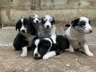 Chiots border collie