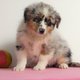 Chiots Berger Australien - diffrentes couleurs