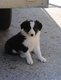 Border collie chiots bleu merle et noir/blanc et...