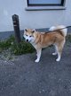 Akita Inu