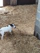 Jack Russell