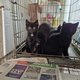 Chatons europens