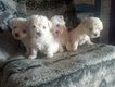 Zuiverras Bichon frise