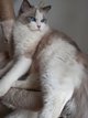 Magnifique femelle Ragdoll Blue bicolor
